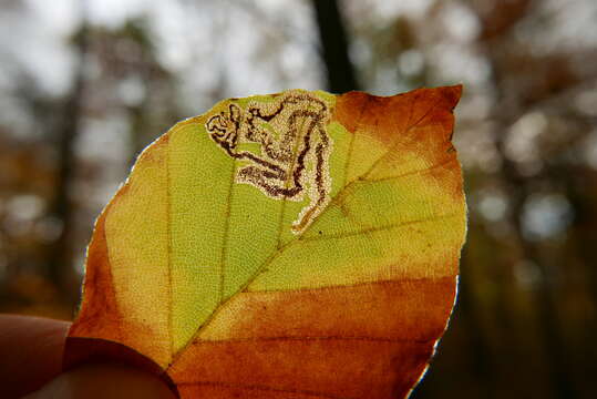 Image of Stigmella hemargyrella (Kollar 1832) Gerasimov 1952