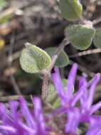 Image of San Antonio Hills monardella