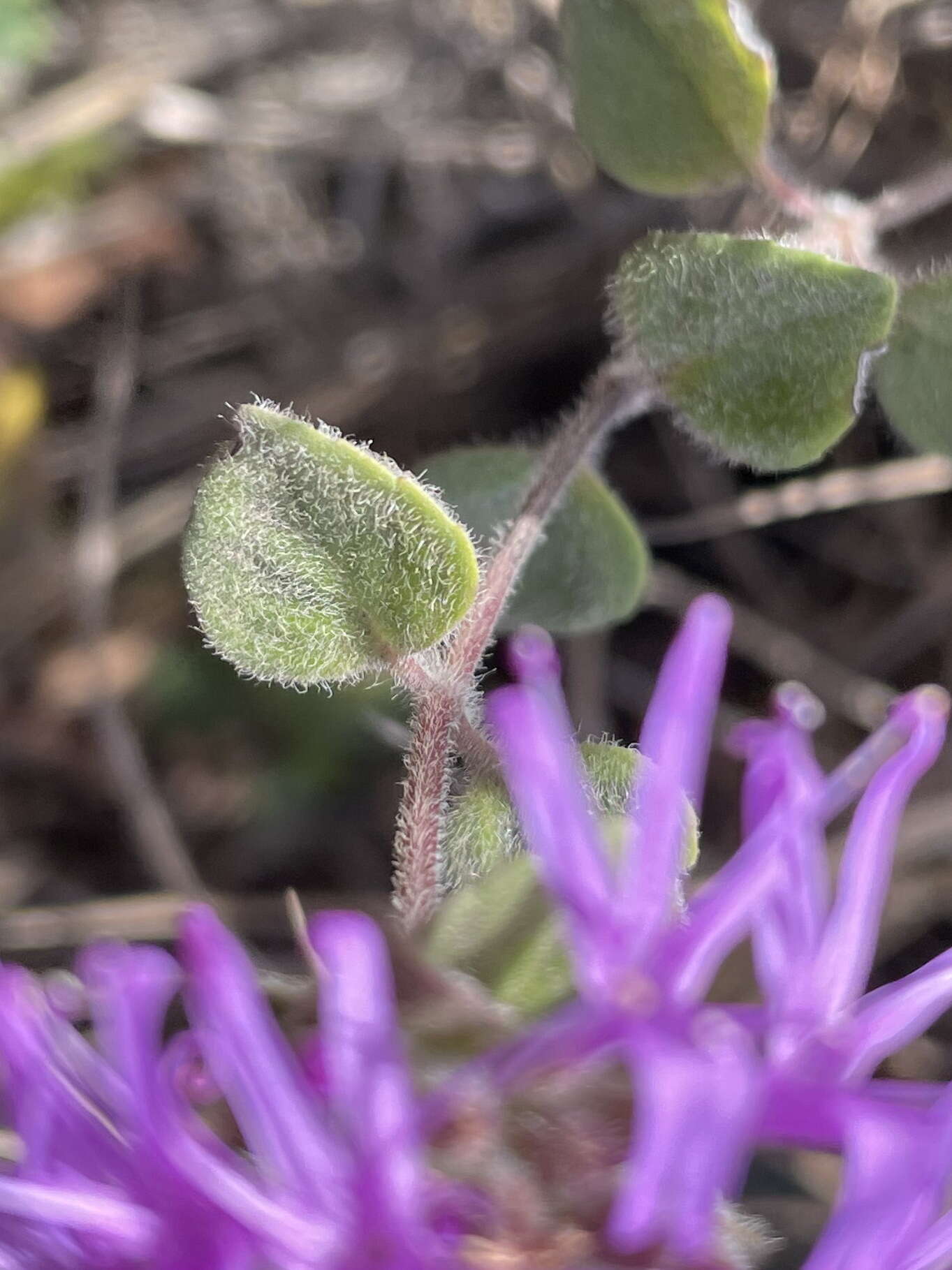 Image de Monardella villosa subsp. villosa