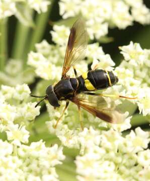 Image de Chrysotoxum bicincta (Linnaeus 1758)