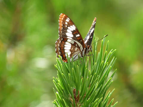 Image of Lorquin's Admiral