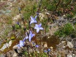 Image of Wahlenbergia ceracea Lothian