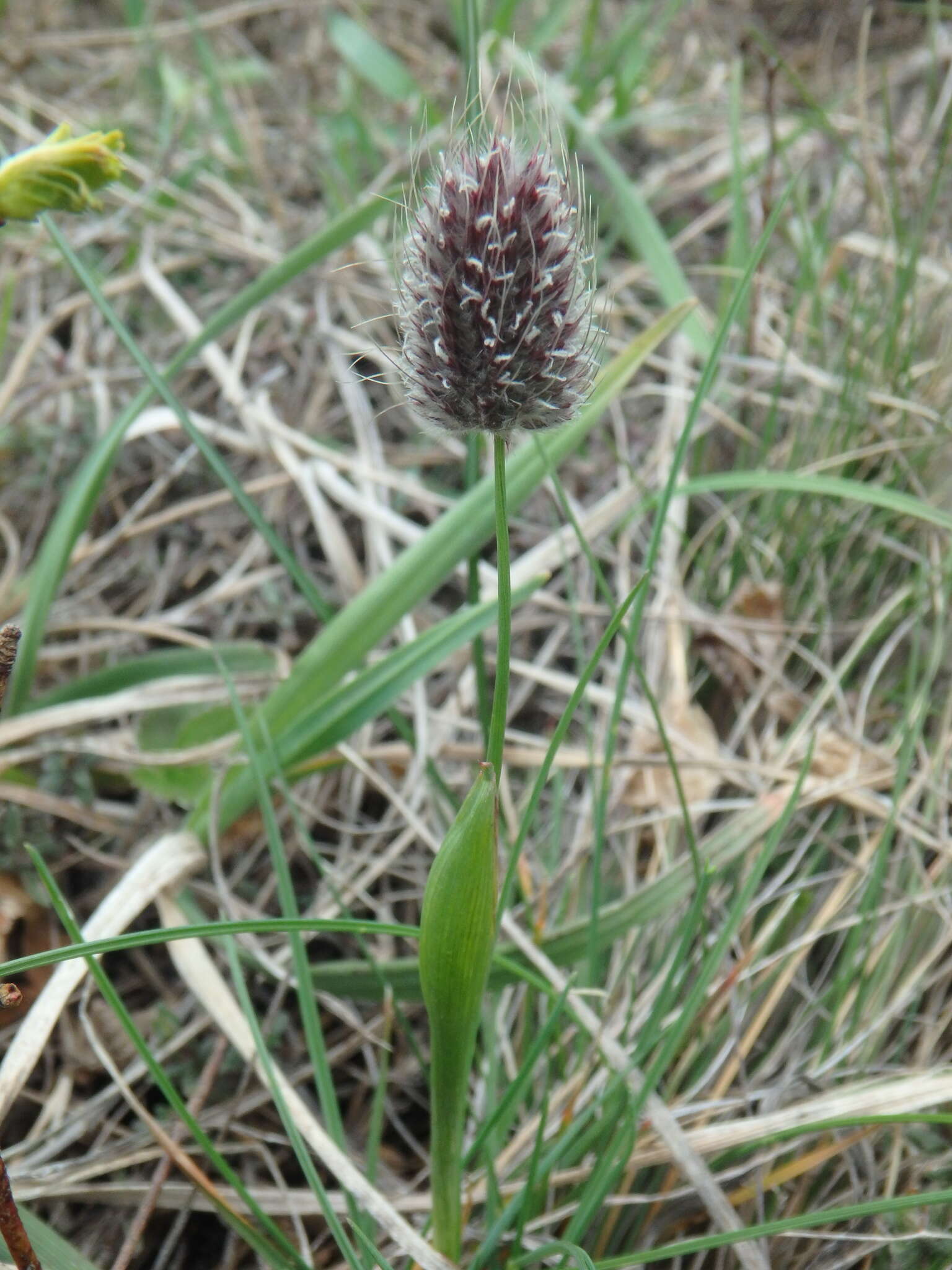 Image of Alopecurus vaginatus (Willd.) Kunth