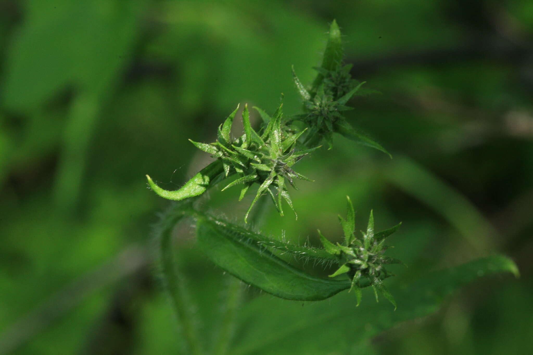 Image of Saussurea umbrosa Kom.