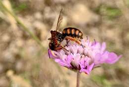 Imagem de Rhodanthidium siculum (Spinola 1838)