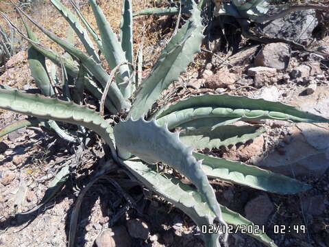 Слика од Agave sobria Brandegee