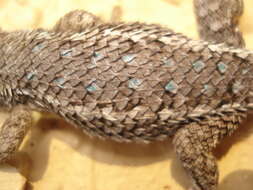 Imagem de Sceloporus albiventris Smith 1939