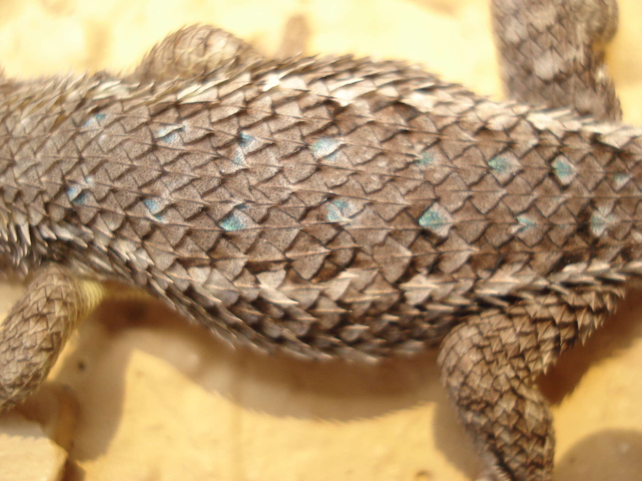 Imagem de Sceloporus albiventris Smith 1939