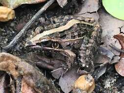 Image of Mascarene Grass Frog