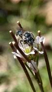 Lasioglossum coeruleum (Robertson 1893) resmi