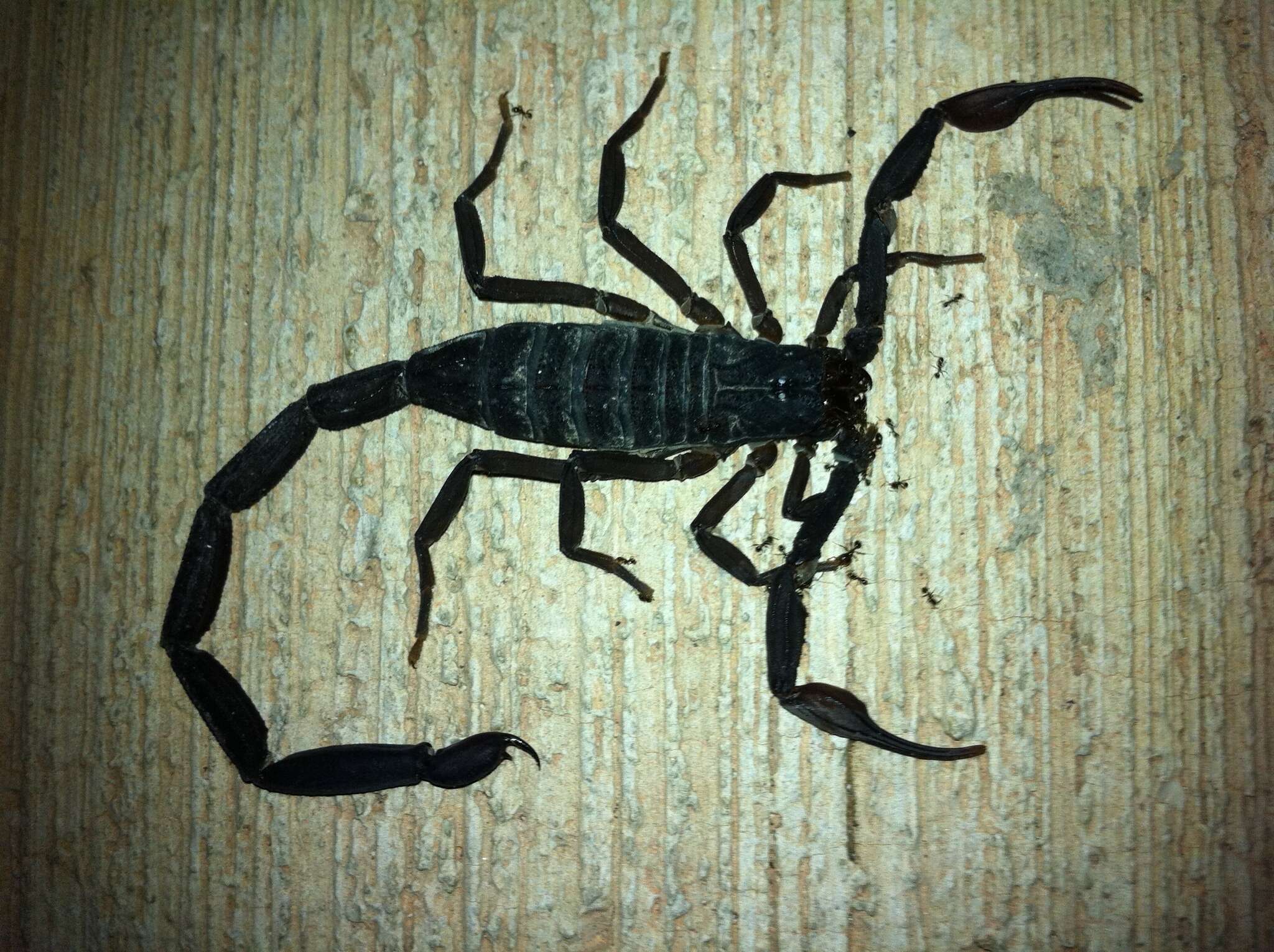 Image of Florida Bark Scorpion