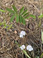 Tephrosia florida (F. Dietr.) C. E. Wood的圖片