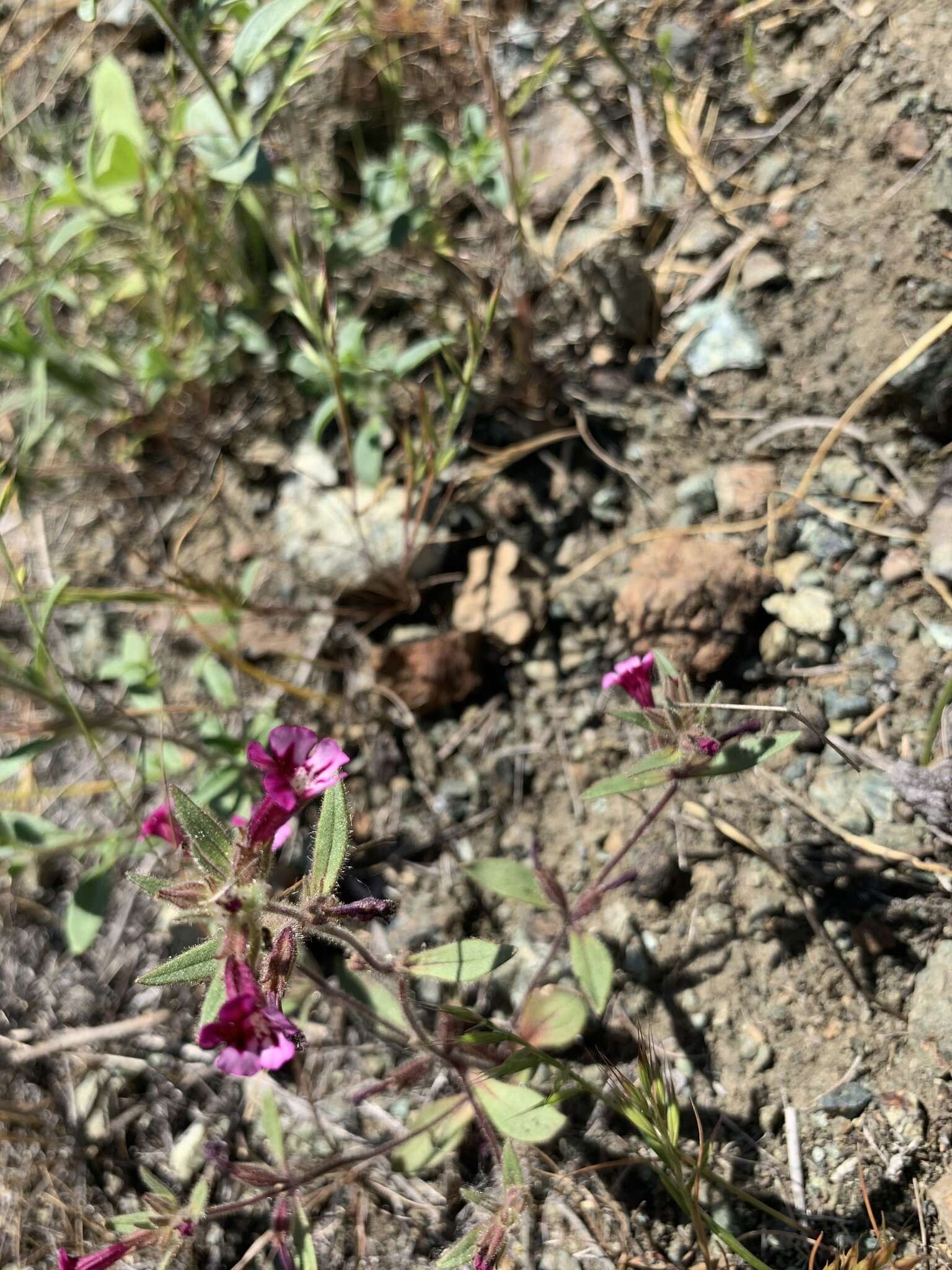 Image of Layne's monkeyflower