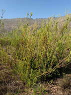 Image of Leucadendron corymbosum Berg.