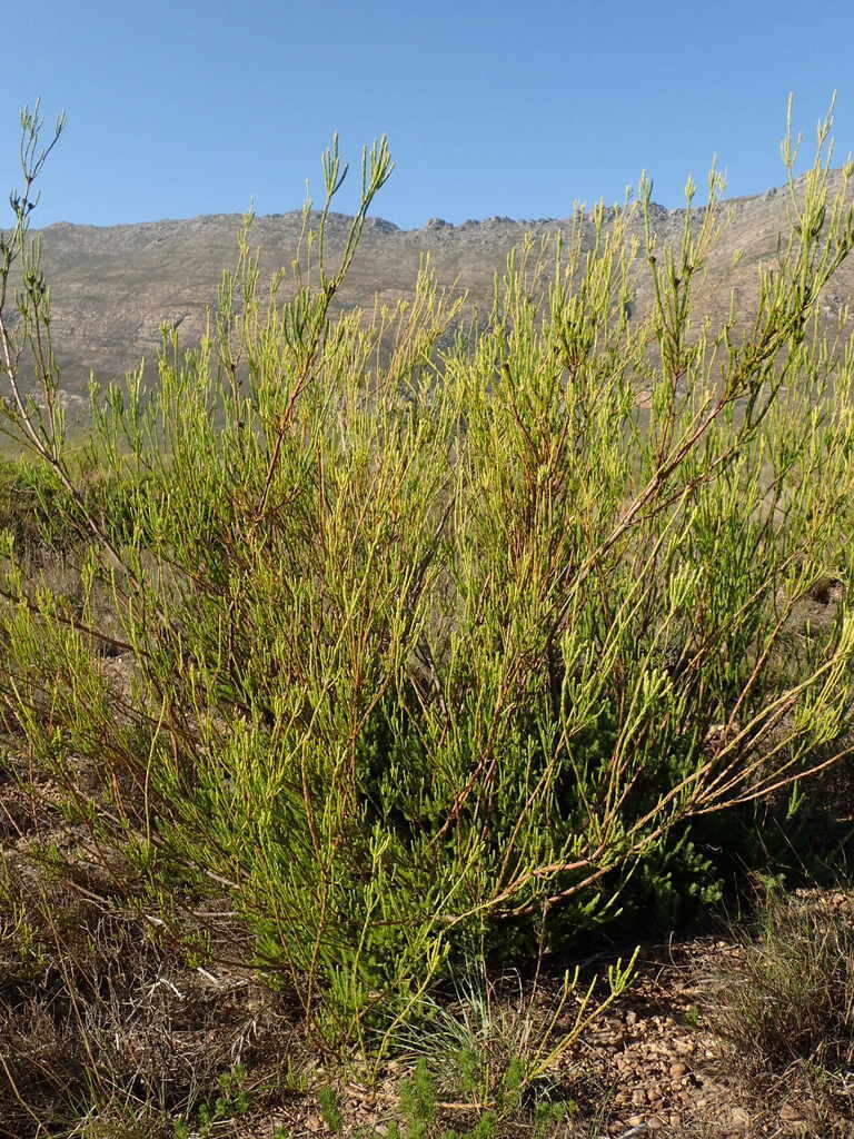 Image of Leucadendron corymbosum Berg.