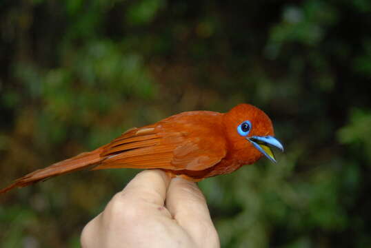 Image of Rufous Paradise Flycatcher