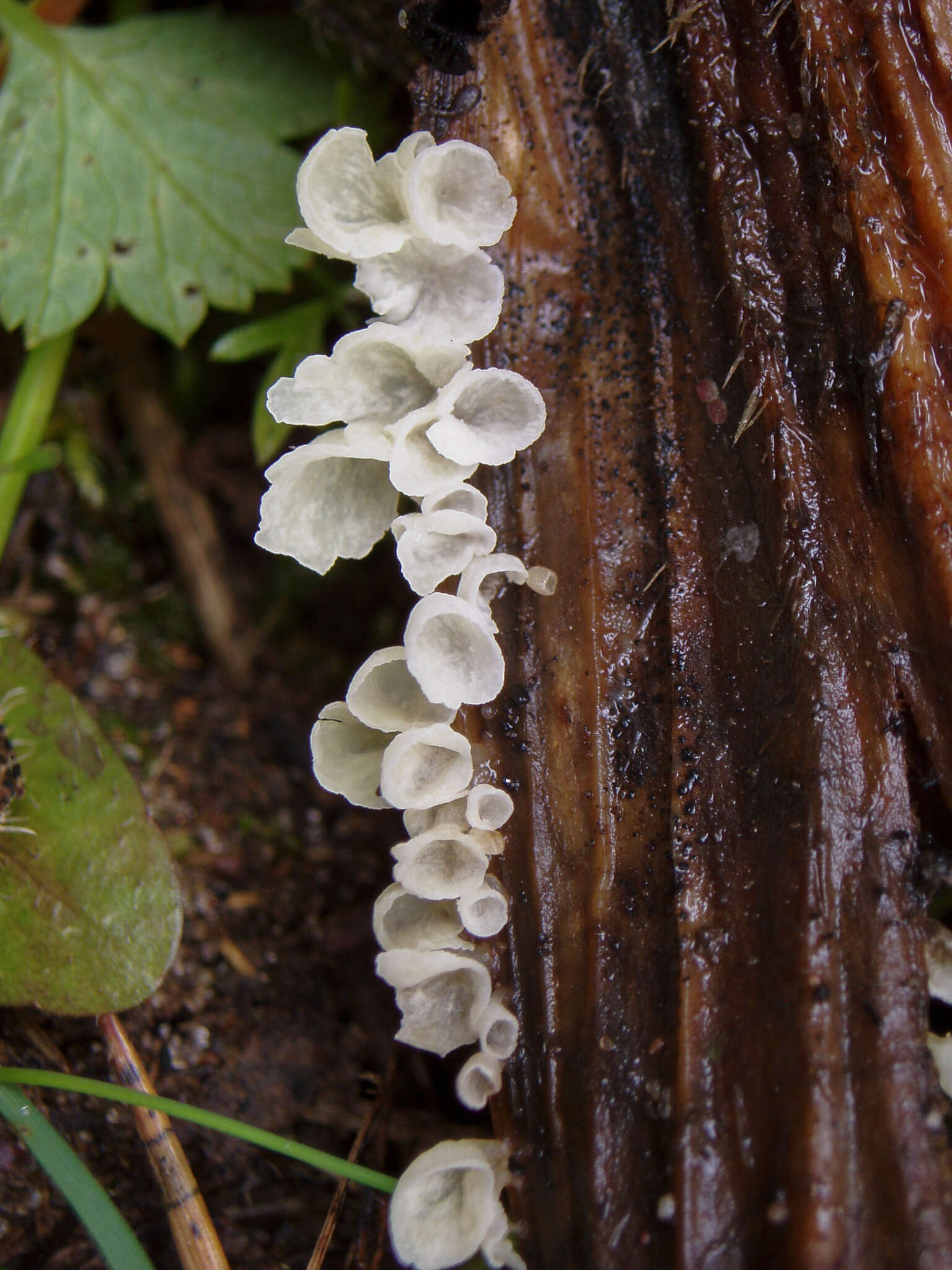 Image of Calyptella capula (Holmsk.) Quél. 1888