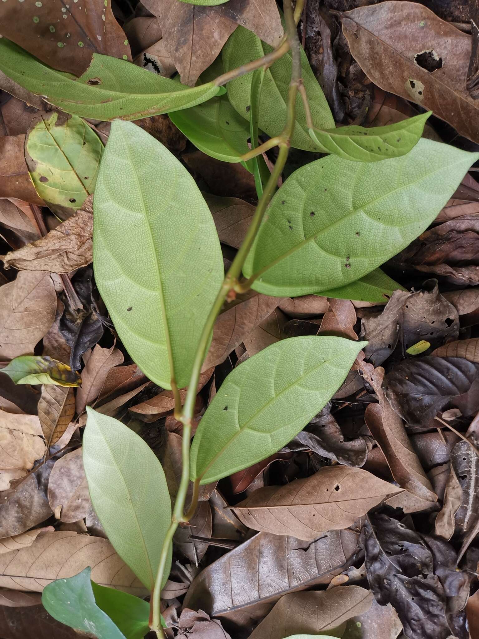 Sivun Ficus apiocarpa (Miq.) Miq. kuva