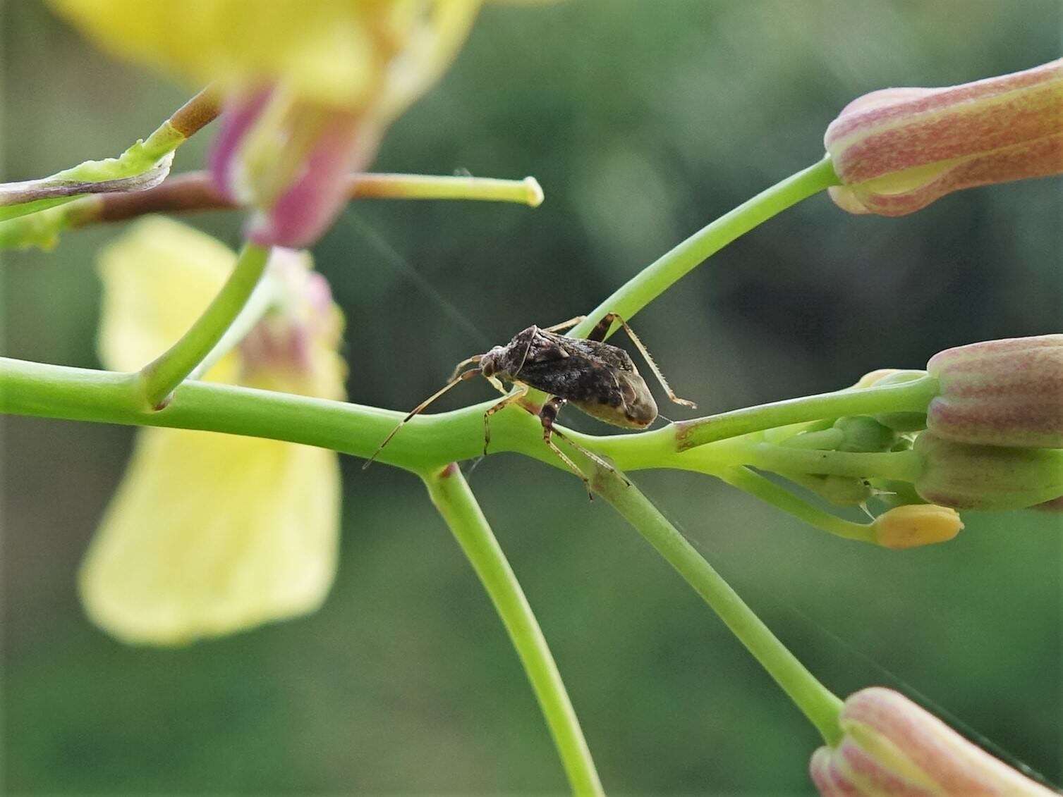 Image of Australian Crop Mirid