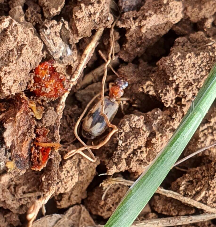 Imagem de Cymindis (Cymindis) andreae Ménétriés 1832