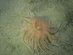 Image of burrowing anemone