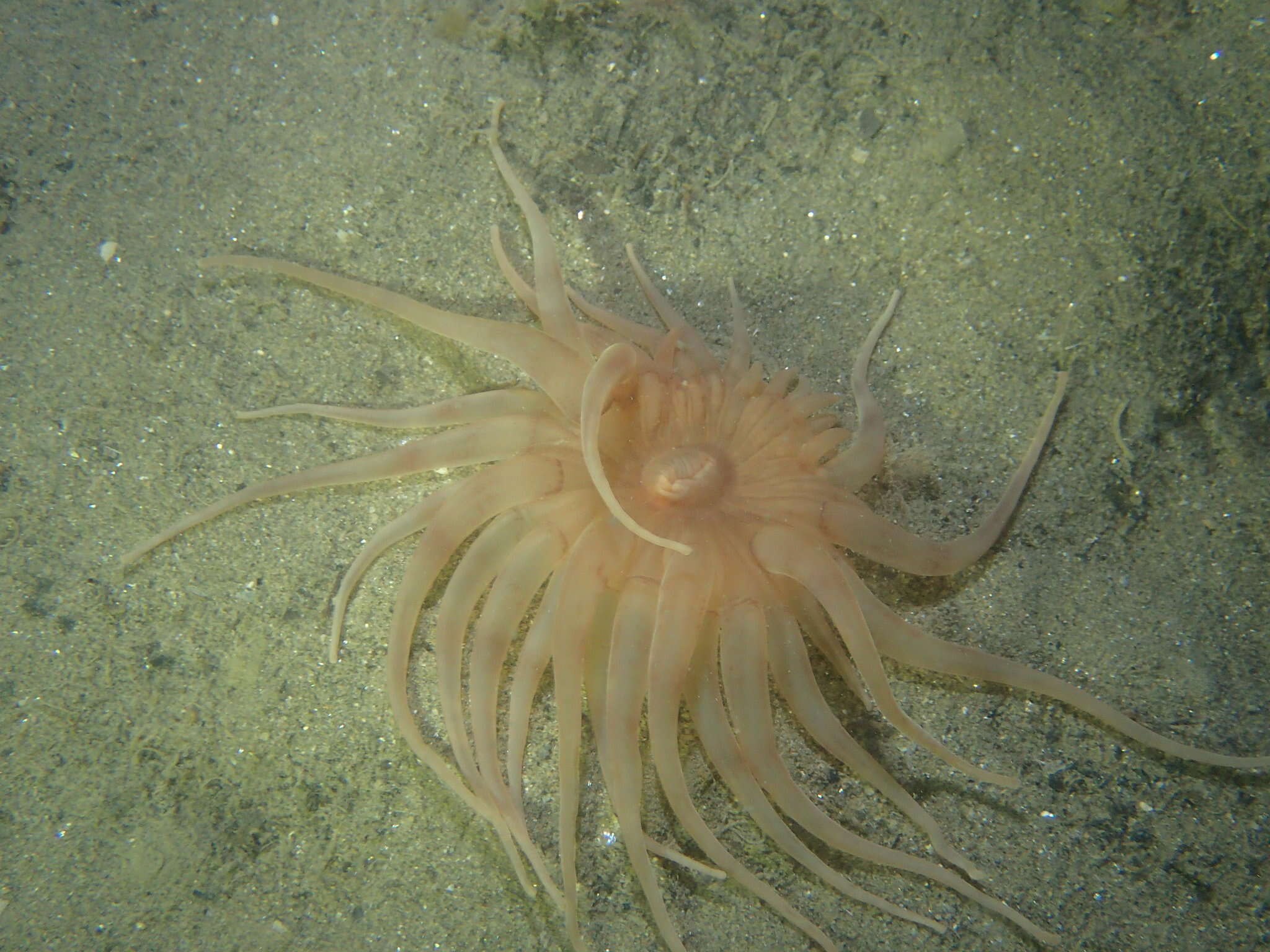 Image of burrowing anemone