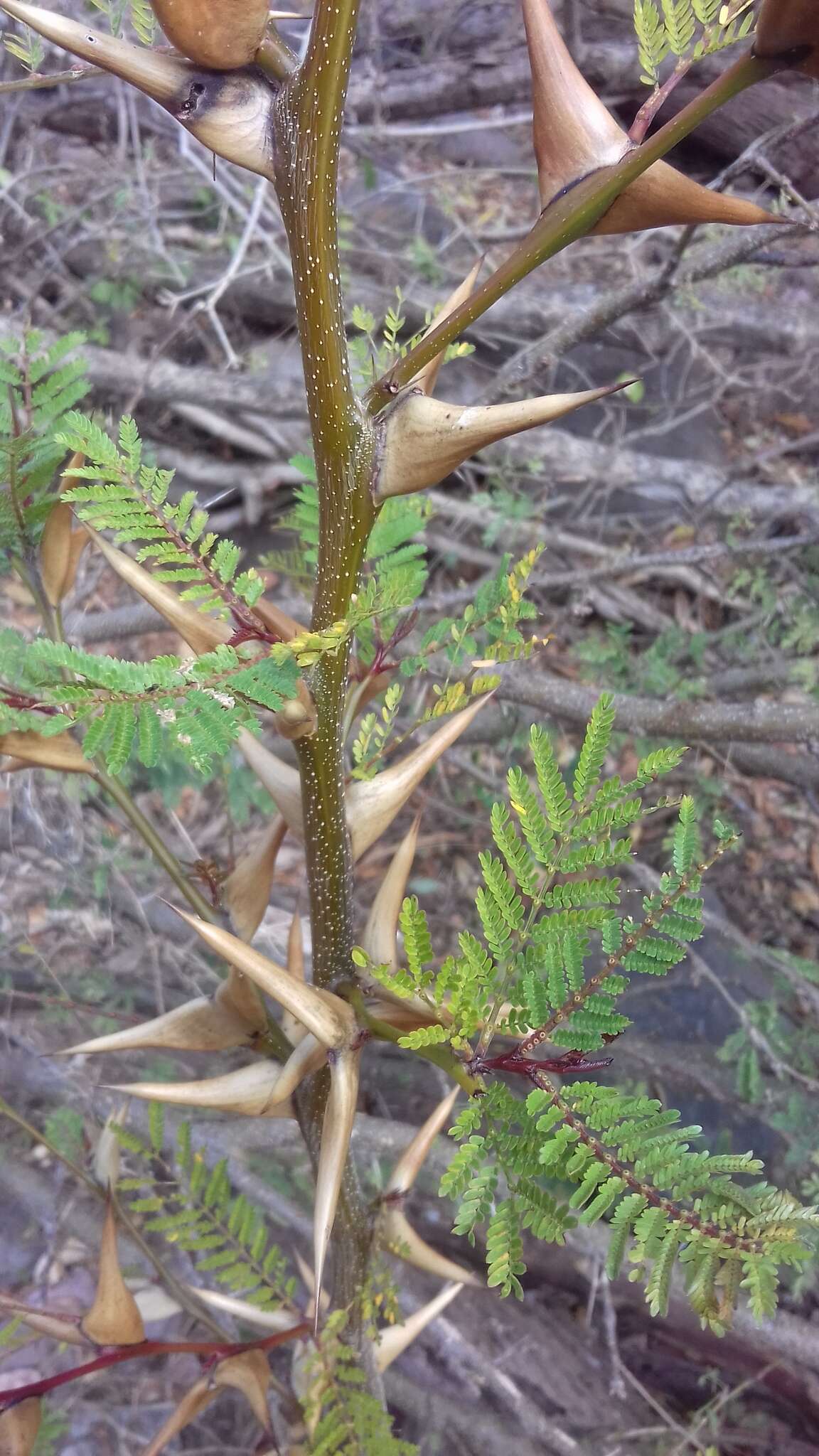 Image of Vachellia hindsii (Benth.) Seigler & Ebinger