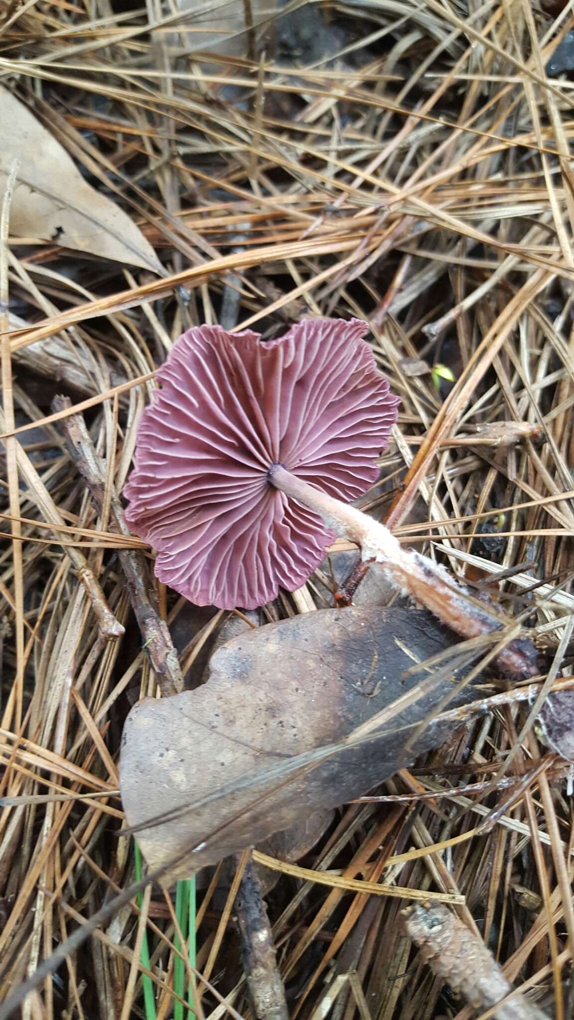 Imagem de Gymnopus iocephalus (Berk. & M. A. Curtis) Halling 1997