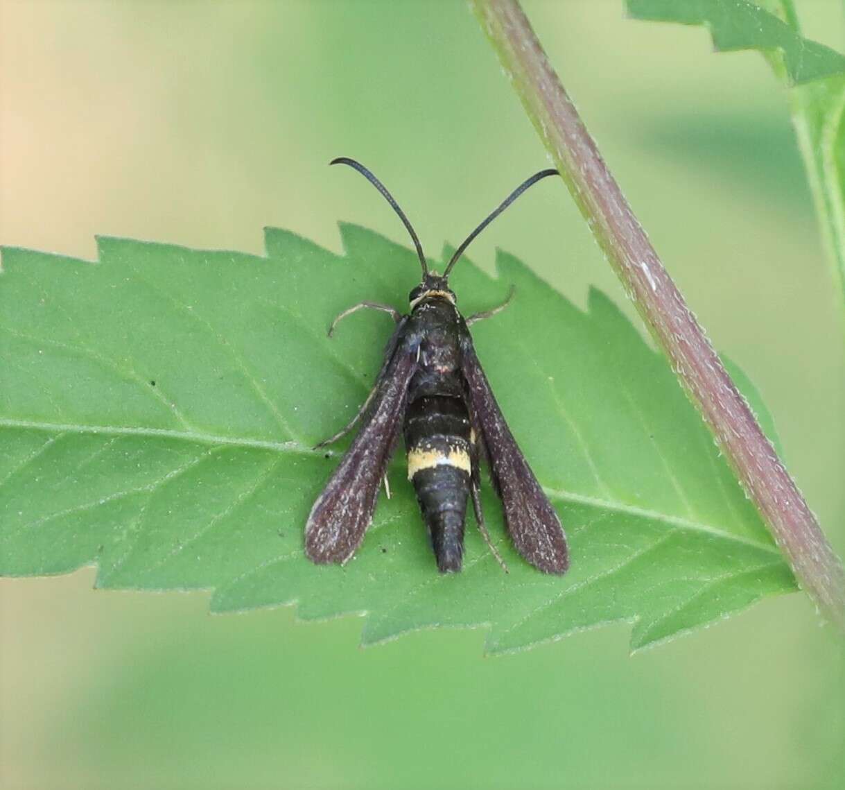 Image of The Boneset Borer