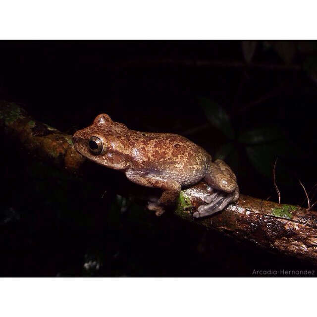 Image of Porthole Treefrog