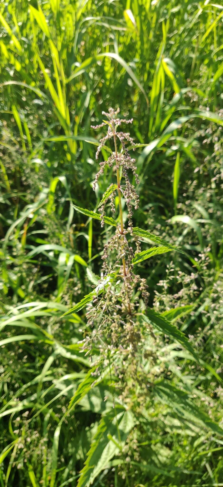 Urtica angustifolia Fisch. ex Hornem.的圖片