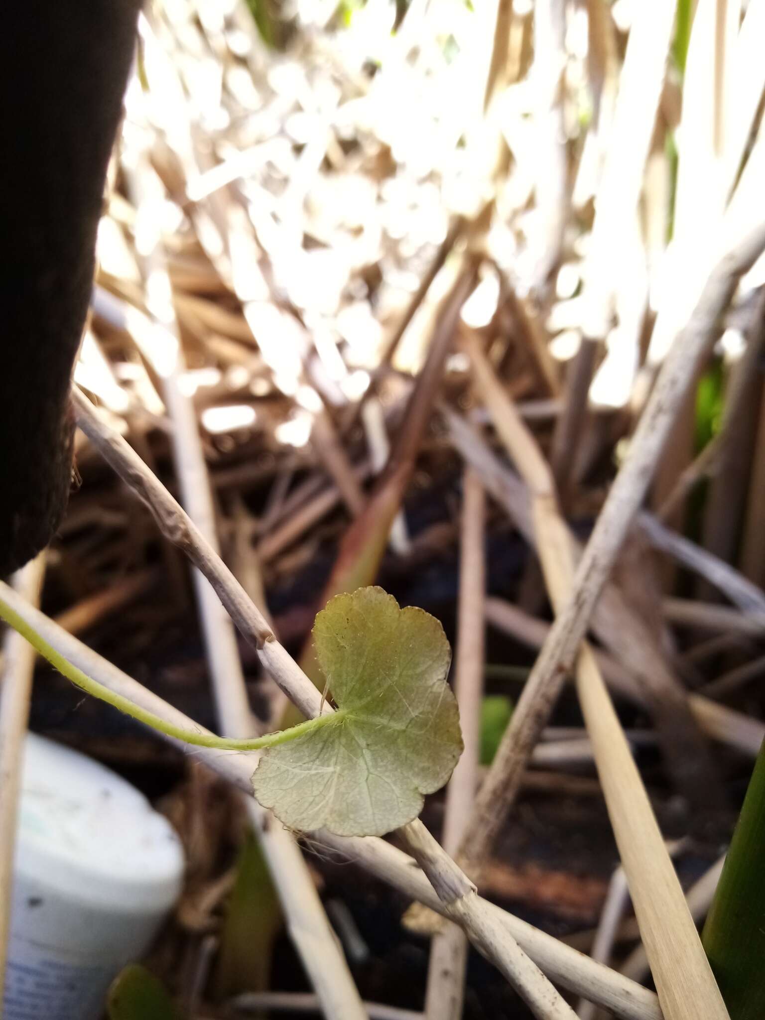 Image of Hydrocotyle novae-zeelandiae DC.