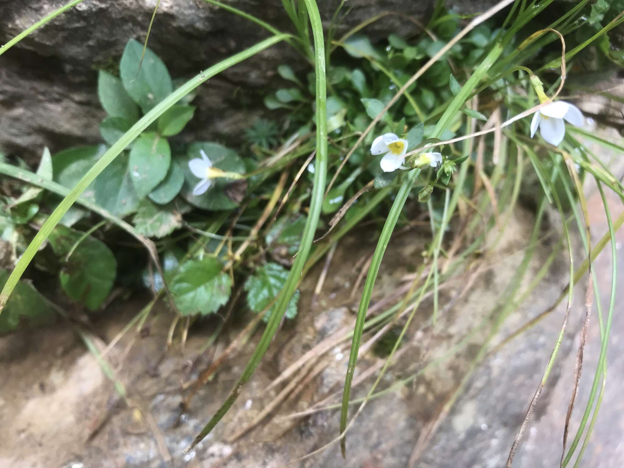 Plancia ëd Houstonia caerulea L.