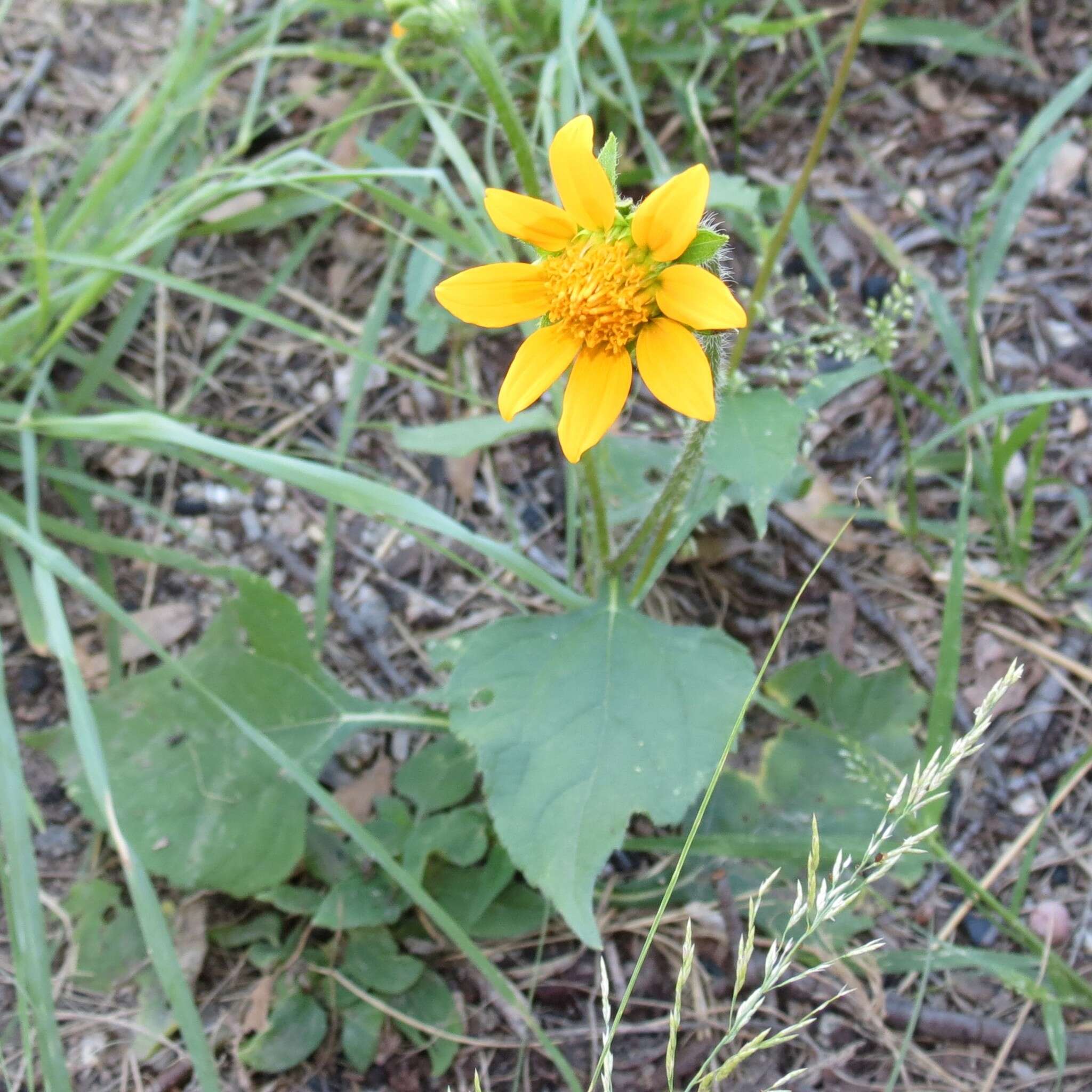 صورة Tithonia thurberi A. Gray