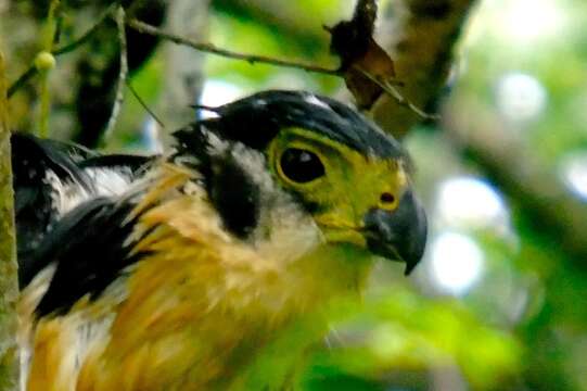 Image of Collared Forest Falcon