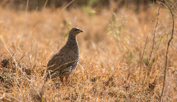 Image of Hildebrandt's Francolin