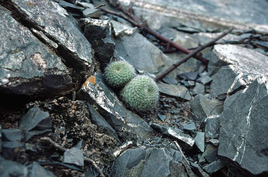 Image of Rebutia minuscula K. Schum.