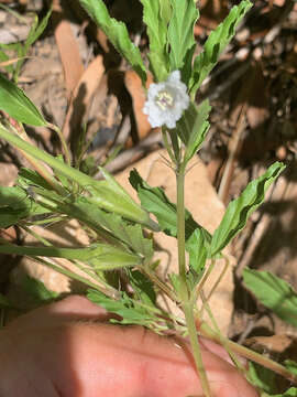 Image of Monsonia angustifolia E. Mey.