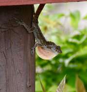 Image of Bueycito Anole