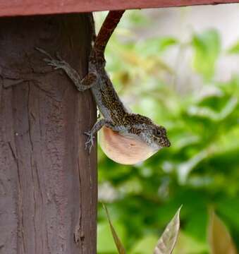 Image of Bueycito Anole