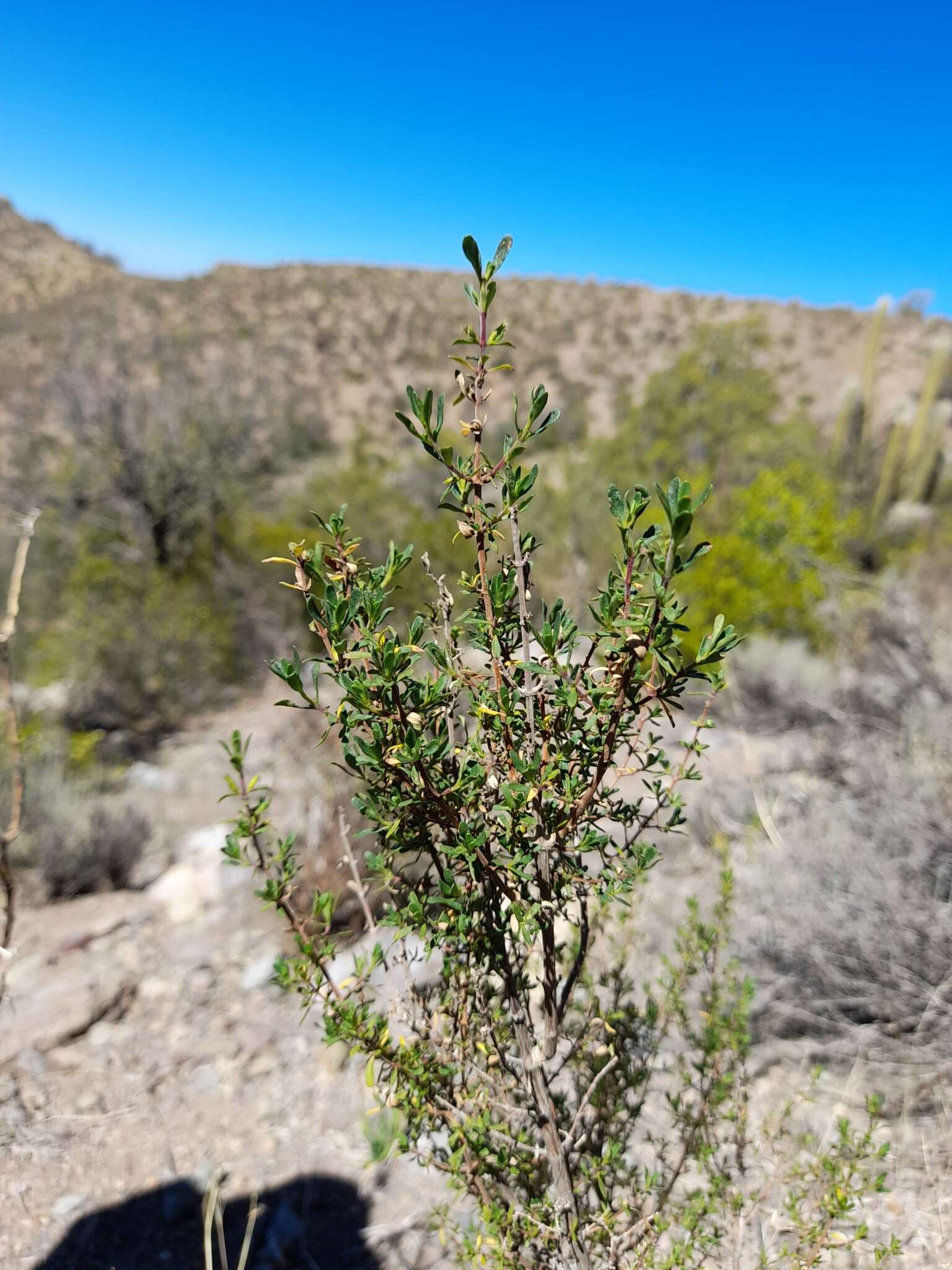 Plancia ëd Clinopodium chilense (Benth.) Govaerts