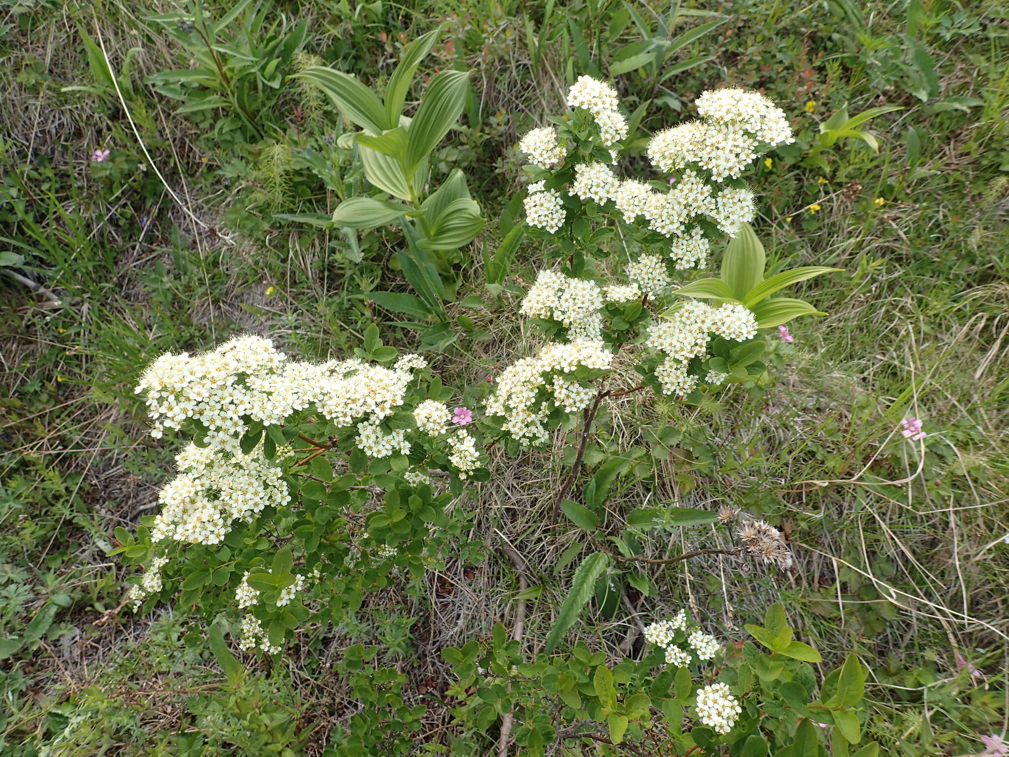 Image of Spiraea media Franz Schmidt