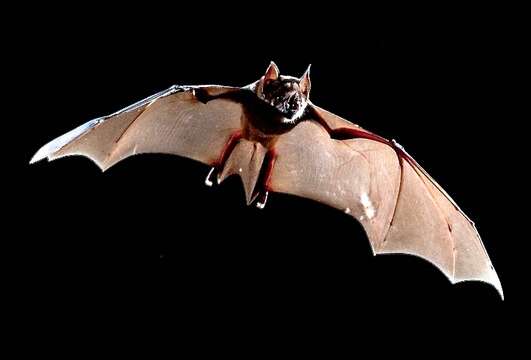 Image of Spear-nosed Bats.