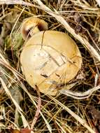 Image of Protostropharia dorsipora (Esteve-Rav. & Barrasa) Redhead 2014