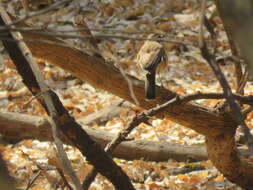 Image of Bearded Scrub Robin