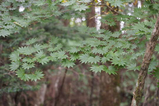 صورة Acer shirasawanum Koidzumi