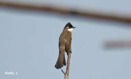 Image of Brown-breasted Bulbul