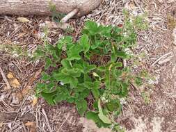 Слика од Pelargonium australe (Poir.) Jacq.