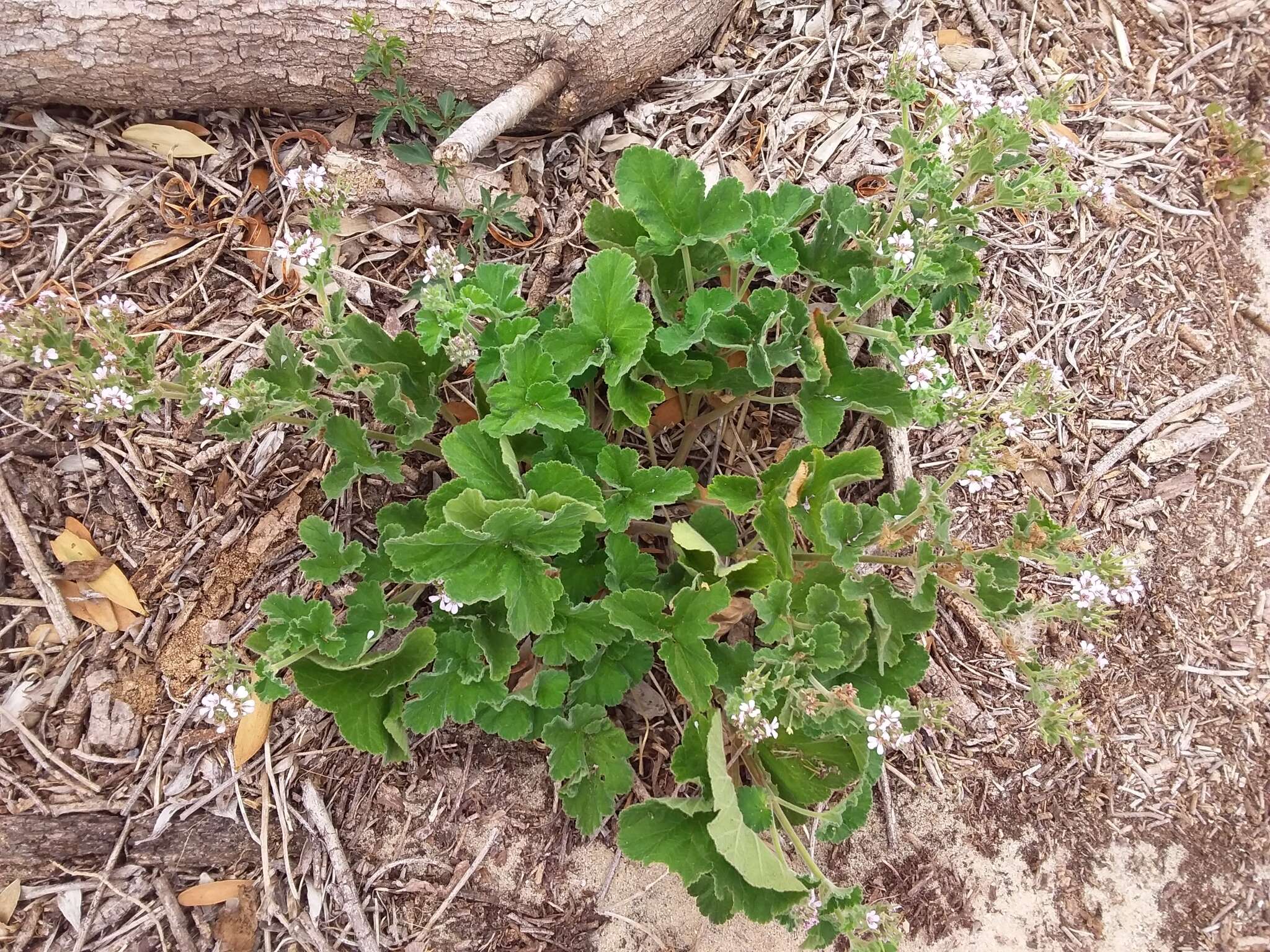 Слика од Pelargonium australe (Poir.) Jacq.