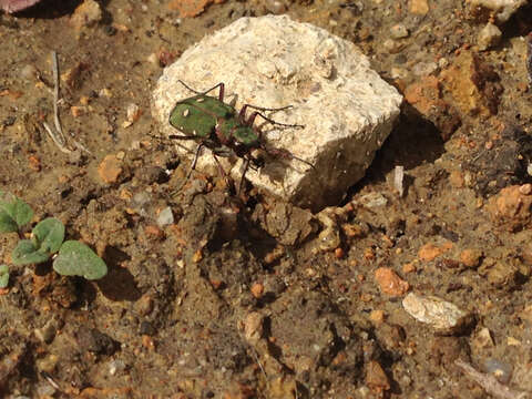 Image of Green tiger beetle